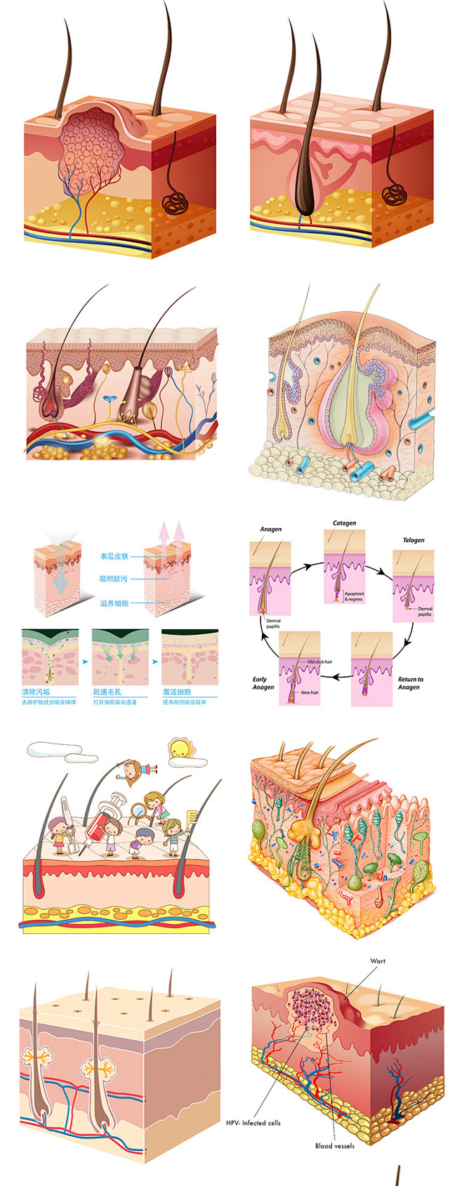 71款皮肤毛囊层结构细胞组织皮肤吸收保养...