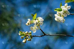 樱花盛开的季节。白色的花在春天的花园里。在阳光明媚的日子里，樱花的特写。有选择性的重点。清新的壁纸，