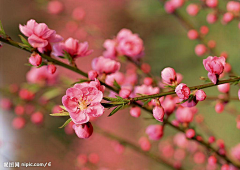 小C菜花采集到花（桃花）