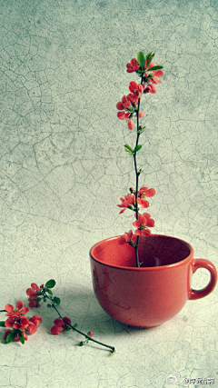 花_信╭╯采集到花、