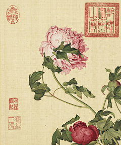 鹏鹏杨采集到植物