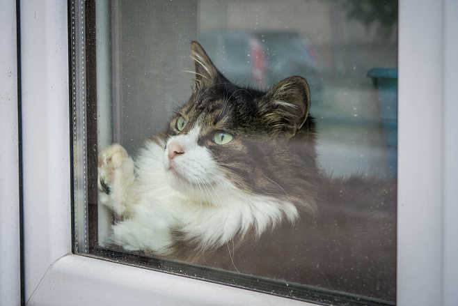 Cat in window