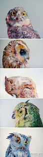 艺术家使用铅笔，炭笔，粉彩描绘的彩色猫头鹰，惟妙惟肖