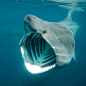 tropical-fish-underwater-sea-life-basking-shark-cetorhinus-maximus