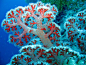 Coral Identification- Types of Coral- Tree Coral