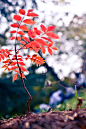 秋天的孩子--红叶（青岛中山公园、八大关）




























这只是你匆匆走过的一片落叶，不从留意，原来它还有自己的世界











秋天的小生命