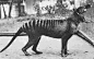 1933年最后一只塔斯马尼亚虎，现已绝灭