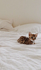 bengal kitten | animals + pet photography <a class="pintag" href="/explore/cats/" title="#cats explore Pinterest">#cats</a>