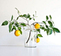 Inspirational images and photos of , arrangements : Gardenista