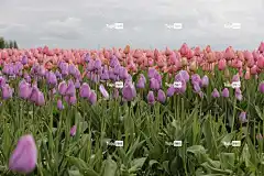 郁金香 花卉背景 花壁纸 紫色的 粉色的 天空 美丽的花朵 原野
