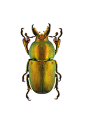 Pictorial beetle collection of the Royal Belgian Institute of Natural Sciences