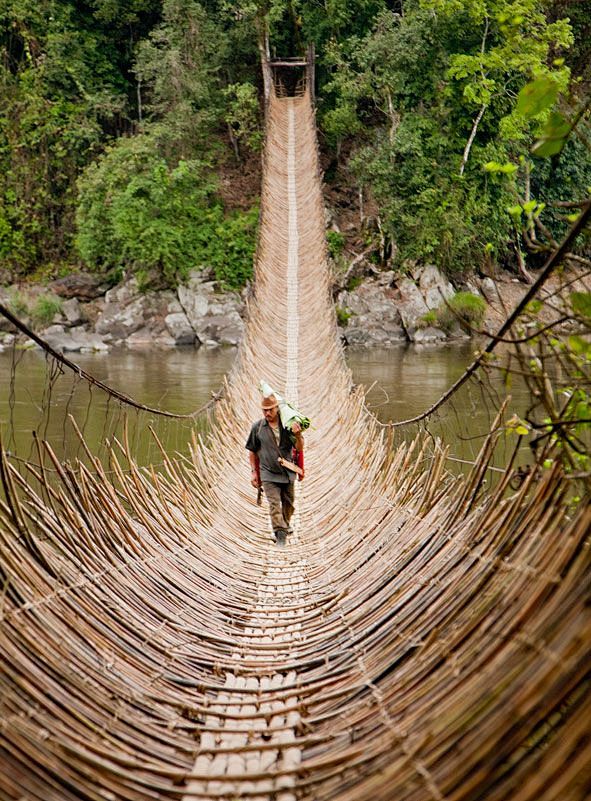 bridge of branches