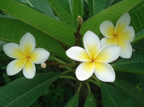 鸡蛋花

夹竹桃科、鸡蛋花属

别名：缅...