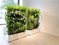 在办公环境对绿色植物的需求不断增加情况下，来自于瑞典的绿植家具公司Greenworks在室内植物方面的努力可谓独树一帜，迄今为止，他们已经研发了包括绿植墙、可移动绿植墙 、空中花园吊灯和壁挂相框式绿植在内的一系列产品。在易打理和易存活的前提下，能把绿植种植在墙上可谓是个绝妙的主意，这不仅因为看起来很漂亮 、能营造一个轻松愉悦的办公环境；大面积的天然植物亦然有助于净化和加湿空气、吸收噪音。@北坤人素材