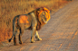 Male Lion Africa