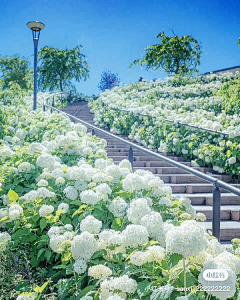 铅笔和橡皮才最搭采集到八仙花