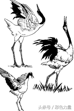 十三圆桌骑士-S采集到线稿