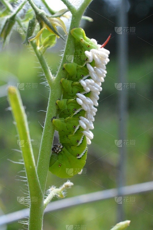 寄生的烟草天蛾有包装的番茄植物毛虫菜园美国水平画幅害虫无人