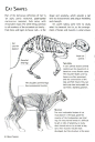 CafeMeow 【猫知识】猫骨骼和猫肌肉。 一点点解剖学上的科普： · 猫有244块骨头而人类只有206块； · 猫的脊椎共30节，由厚实弹性的软骨连接，因此可以灵活弯曲，而人类只有25节脊椎； · 猫全身有500多块肌肉，比人多150块； · 和人类的移动非常有限的锁骨不同，猫的锁骨已退化成一段很小的附着在肌肉上的弯骨，所以猫能够以非常大的跨度迈步，又能通过非常狭窄的缝隙。