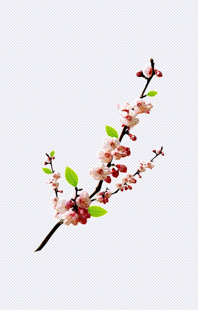 桃花素材|桃花枝,花枝,开花,树枝的花,春节,春天,春,桃花,树枝,花朵,花束,桃枝,花卉,花元素,免扣png
