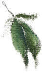 油画植物png (7)