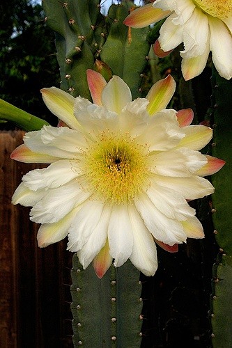 cactusbloom仙人掌花