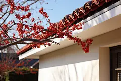 雪后天晴娇艳的腊梅