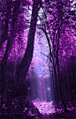 紫色 树林 动画 gif 风景 唯美 梦幻 蝴蝶 落叶