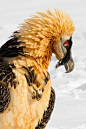 Beard Vulture by Ashley Grove ​​​​