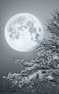 Winter Wonderland Christmas Snowy moon: 