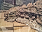                                                                                                         加拿大德兰皇家泰瑞尔古生物博物馆(Royal Tyrrell Museum) ，有史以来保存最完整的恐龙化石之一。
这件1.1亿年前的化石，是结节龙的一个新物种。它全长5.5米，恐龙的甲壳状皮肤完整无缺，原始形态被保存了下来，不像大多数化石只剩下骨骼。
-
结节龙是一种草食性恐龙，非常强壮，有着装甲一