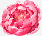 手绘色彩月季花装饰高清素材 月季花 植物 粉色 粉色花朵 免抠png 设计图片 免费下载