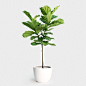 Fiddle Leaf Fig Tree : The fiddle ̴_leaf fig tree, or ficus lyrata, is a species of plant within the fig genus native to the lowland tropical rainforests of Western Africa. It has a broad canopy with large, rigid leaves…