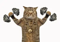 点击来源直接获取大图文件 |The cat bodybuilder with a sports medal is doing exercises with dumbbell weights. White background. 