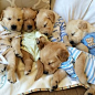 Golden Retriever puppies!: 