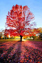 Crimson Sunset, Schaumburg, Illinois