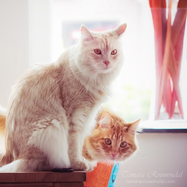 Tamara Rouwendal可爱的猫...