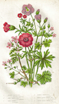 花卉颂 