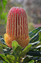 Banksia 山茂檻 (jian)1