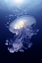 Spotty jellyfish