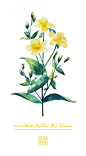 #365 Days Birthday Flowers#06.24 生日花：圣约翰草（Slender StiJohn”s Wort）花语：指导（Guidance）-三木焱圭（吴公子）__涂鸦王国插画