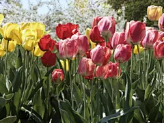 美丽鲜花特写桌面高清壁纸 #采集大赛#