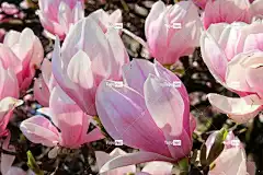 玉兰 花壁纸 树 春天 花卉背景 粉红色的花朵 美丽的花朵 盛开