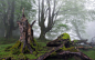 General 1920x1200 trees moss mist tree trunk forest dead trees old tree wet nature