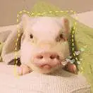 小可爱