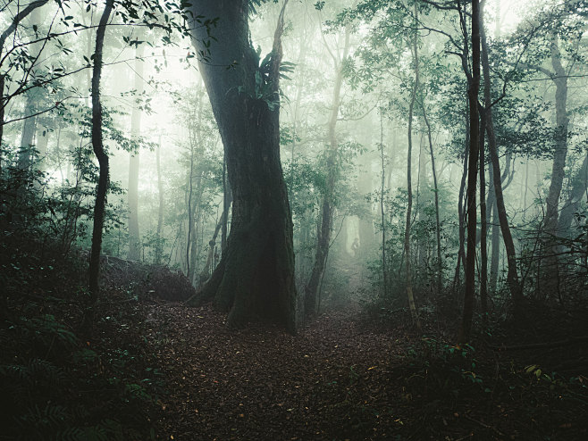 Taman Mountain - 塔曼山...