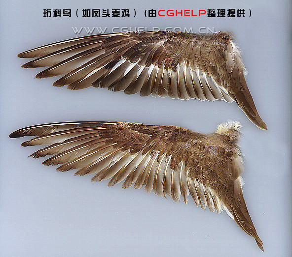 鸟羽