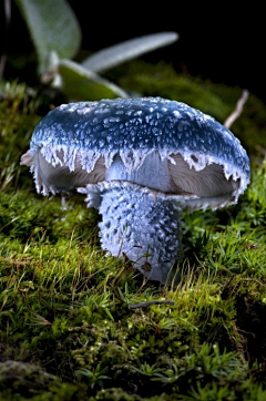 青时雨中采集到生物灵感