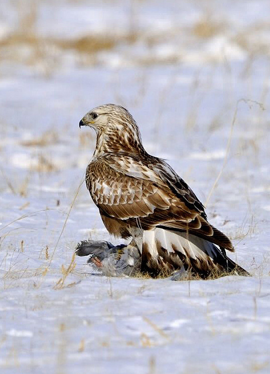 隼形目鹰科鵟亚科鸡鵟属草原鸡 