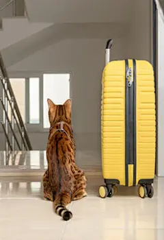 点击来源直接获取大图文件 |A cute cat sits near the suitcase and looks out the open door.